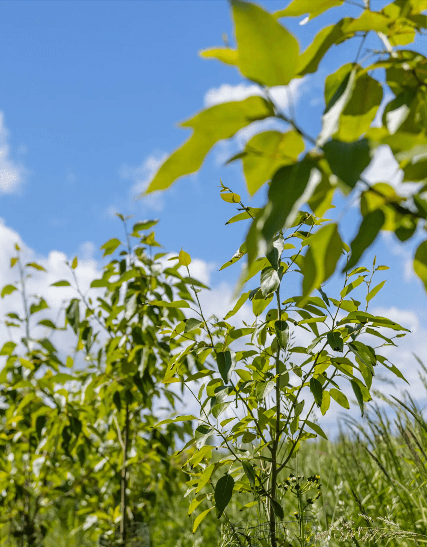 Our Sustainability Practices